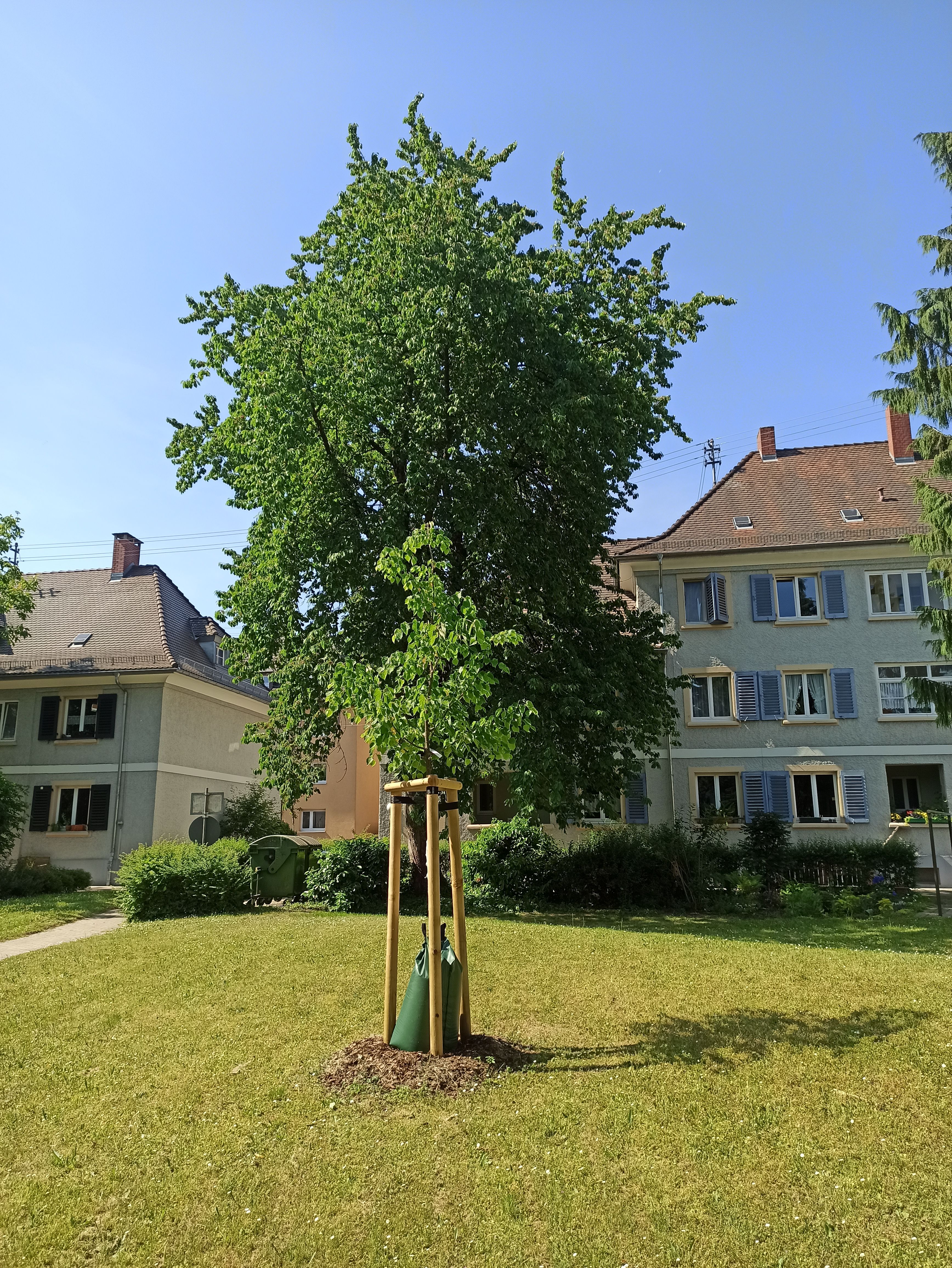 Baum wurde gepflanzt